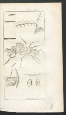 Tafel: Les Moucherons et autres Insectes.