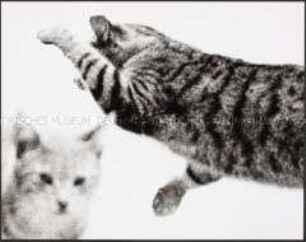 Im Sprung befindliche Katze (Altersgruppe 18-21)