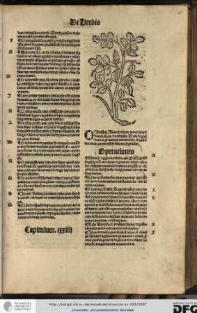 Capitulum cxxiiii.