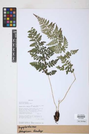 Athyrium dombeyi Desv.