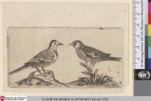 [Eine Stelze und ein Singvogel; A wagtail an a song-bird]