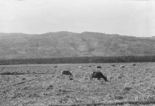 Weidende Büffel : Landschaft mit Büffeln und Bergen