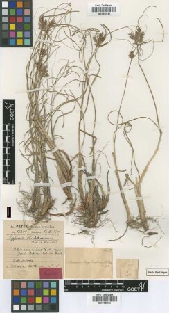 Mariscus longebracteus Peter [type]