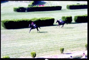 Meran (Südtirol, Italien): Galopp-Hindernis Rennen