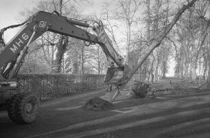 Fällung von 61 kranken Linden an der verlängerten Waldhornstraße