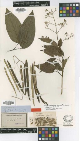 Arrabidaea divaricata Bureau & K.Schum. [isotype]