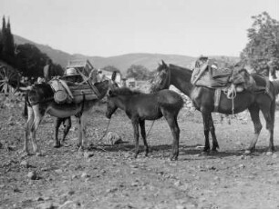 Last- und Reittiere