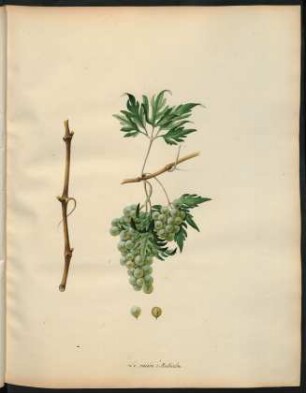 81. Le Raisin d'Autriche