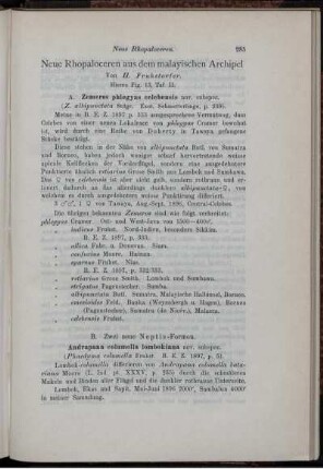 Neue Rhopaloceren aus dem malayischen Archipel