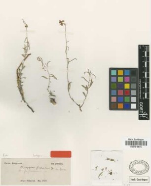 Haplophyllum furfuraceum Bunge ex Boiss. [isotype]