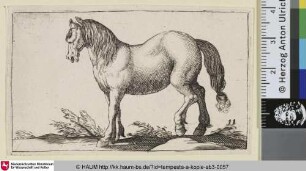 [Stehendes Pferd nach links; Standing Horse Facing Left]