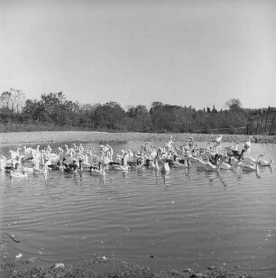 Long Island, Tinker Farm, Enten