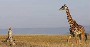 Serengeti