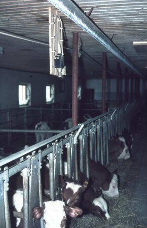 Fotografie: Tierproduktionsverfahren, Kalb, Fütterungstechnik, Fressbereich, Fressgitter, Fangfressgitter
