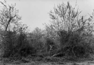 Strauchvegetation : Strauchvegetation nahe Ubarana.