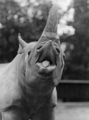 Dresden. Zoologischer Garten, Nashorn