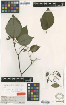 Rauvolfia sprucei Muell.Arg. [isotype]