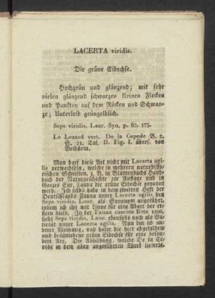 LACERTA viridis. Die gröne Eidechse.