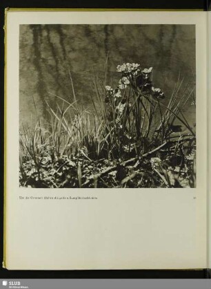 Um die Osterzeit blühen die Gelben Sumpfdotterblumen