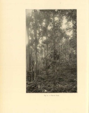 Fig. 42. Forêt de tecks