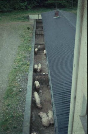 Fotografie: Sauenhaltung, Gruppenhaltung, Auslauf