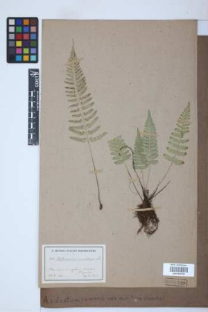 Asplenium sulcatum var. auritum (Sw.) Bonap.