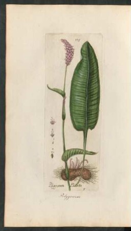 175. Polygonum Bistorta