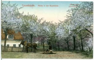 Cossebaude. Baumblut