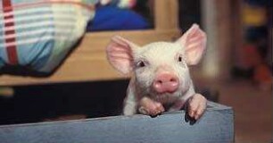 Rennschwein Rudi Rüssel 2