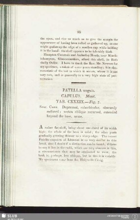 Patella unguis. Capulus. Mont. Tab. CXXXIX. — Fig. 7