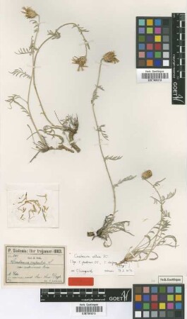 Centaurea rupestris L. var. subinermis Boiss.