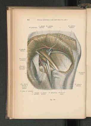 Fig. 531. Foramen ischiadicum majus und minus von außen.