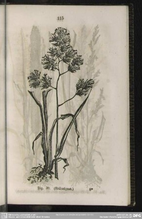 Fig. 39. (Knäuelgras)