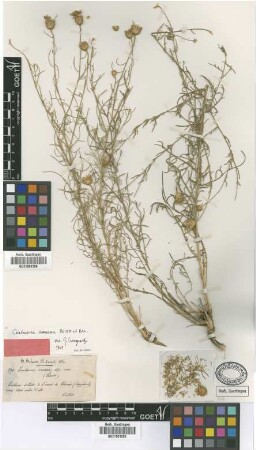Centaurea amaena Boiss. & Balansa [type]
