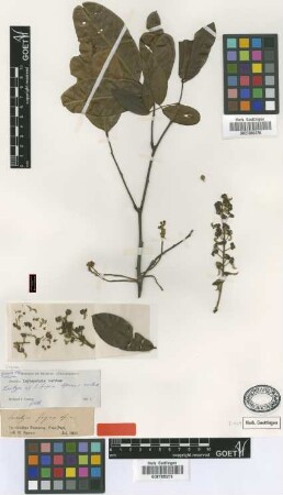Swartzia fugax Spruce ex Benth. [isotype]