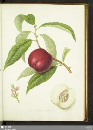 The Violet-hative Nectarine