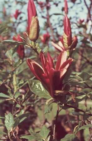 Rhododendron mit Blüten