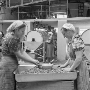 Konservenfabrik Gifhorn, Frauen beim Sortieren der enthülsten Erbsen