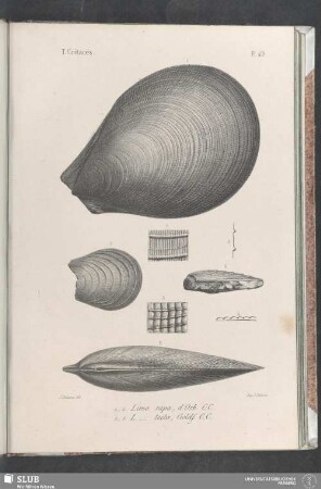 Pl. 419