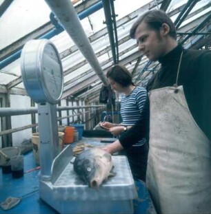 Ahrensburg. Max-Planck-Institut, Abteilung Fischzüchtung. Wiegen eines Laichkarpfens