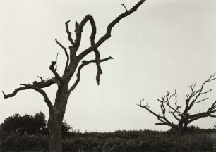 Martha's Vineyard
