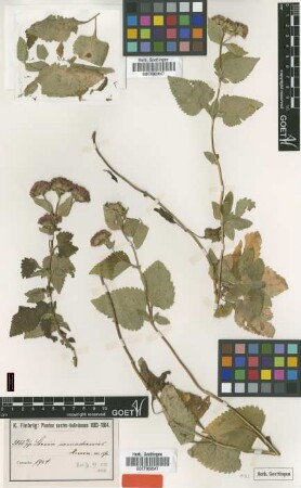 Stevia camachensis Hieron. [type]