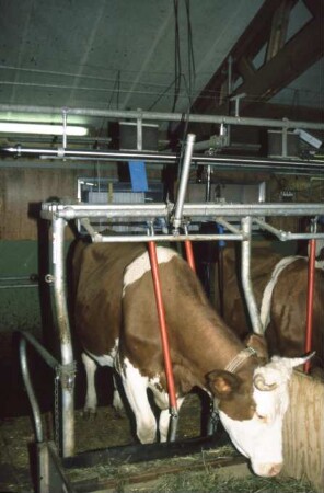 Fotografie: Anbindestall, Milchviehhaltung, Anbindevorrichtung