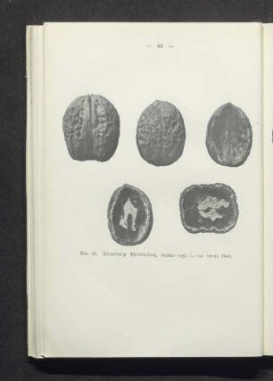 Dünnschalige Bieberwalnuß, Juglans regia L. var. tenera Hort.