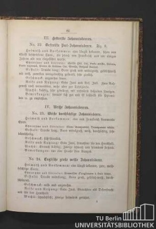 III. Gestreifte Johannisbeeren. No. 22. Gestreifte Perl-Johannisbeere.