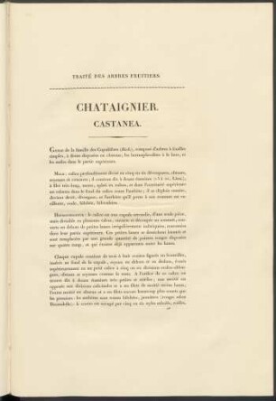Chataignier. Castanea.