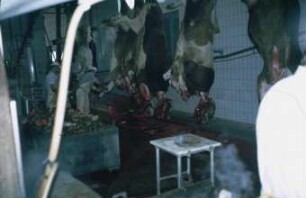Fotografie: Tieridentifikation, Implantat, Precision Livestock Farming