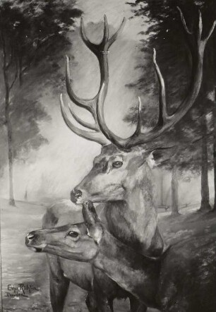 Hirsch und Hirschkuh