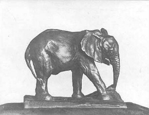 Junger afrikanischer Elefant