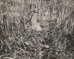 Großer Brachvogel (Numenius arquata L.), brütend. Neudorfer Moor (Flachmoor) bei Wittichenau